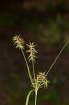 Bristly flatsedge